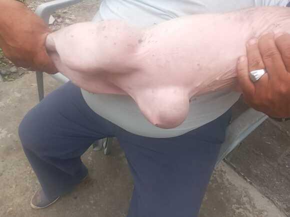 Lechón aplastado por la madre