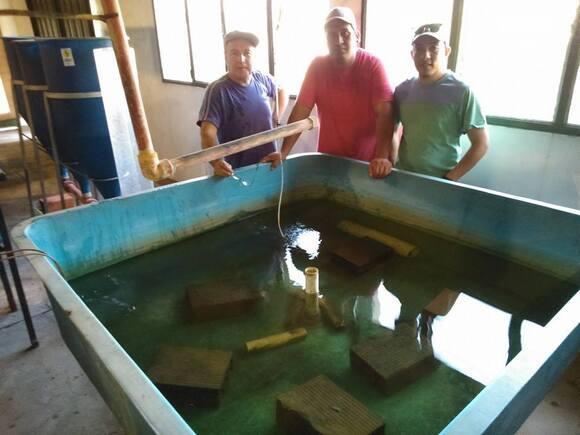 acuicultura. Langosta de agua dulce.