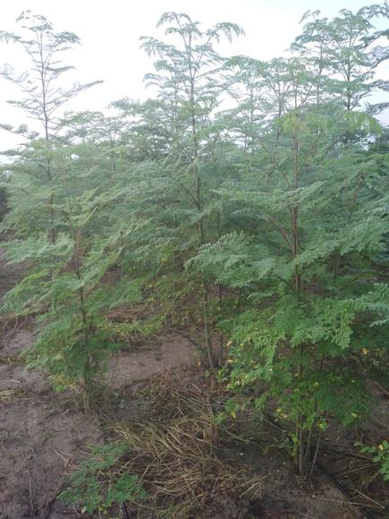 Cultivo de moringa