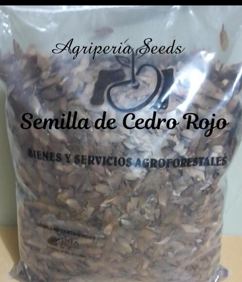 Semilla de Cedro