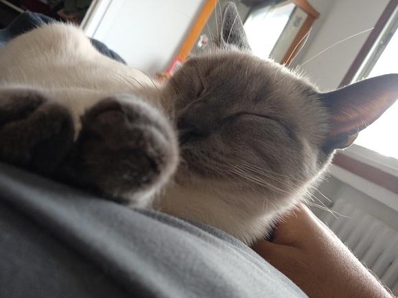 Gatita