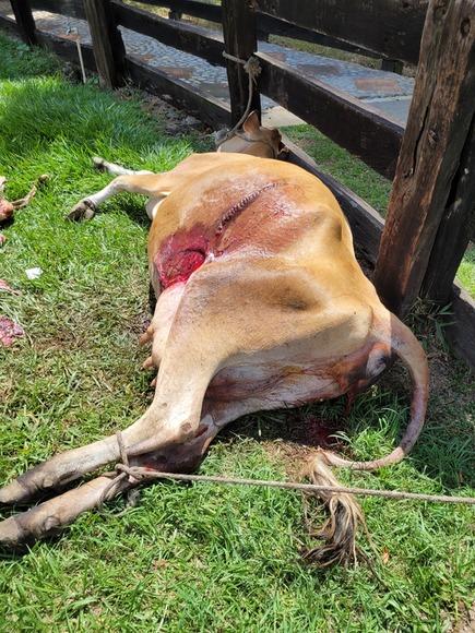 Cesarea en vaca jersey por distosia feto fenomeno