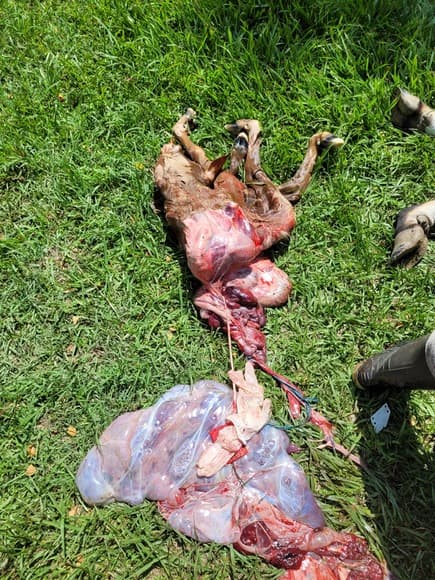 Feto extraído por cesarea es un schistosomun reflexus en una vaca jersey