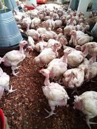 Alguien tiene conocimiento sobre los broiler cuello desnudo?