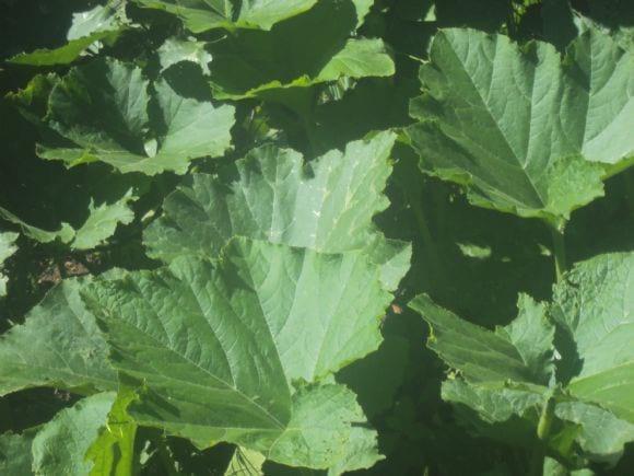 La huerta