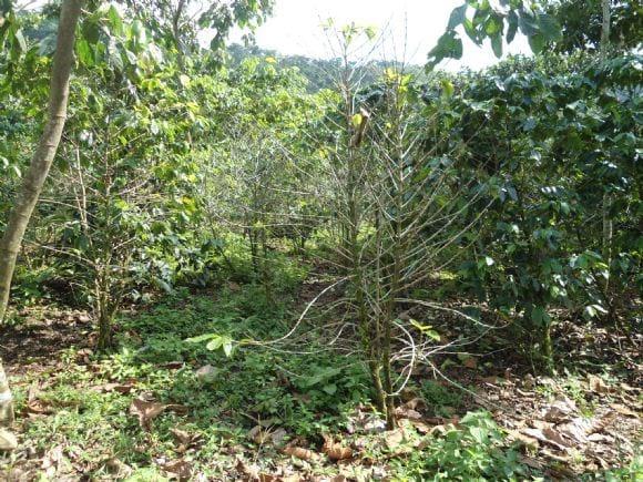 Planta defoliada por Roya anaranjada del cafeto