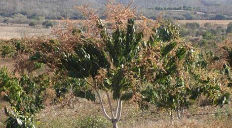 Floraciòn de mango intacta.