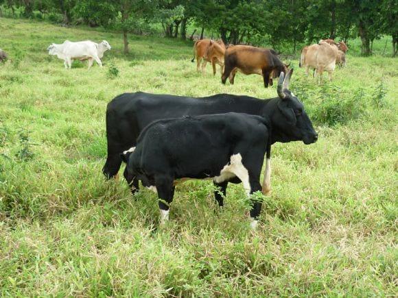 Becerro F-1 Simmental/ vaca comercial, 4 meses en pastoría