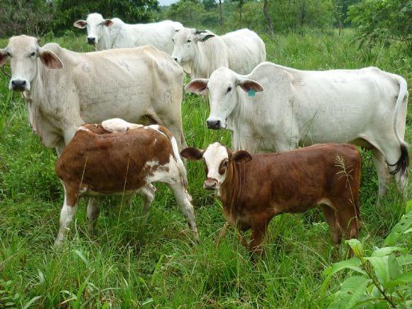Becerros F-1 Simmental / cebú comercial 15 días en pastoría, Guatemala