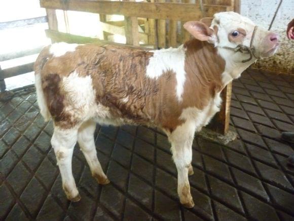 Becerro Simmental Fleckvieh recién nacido
