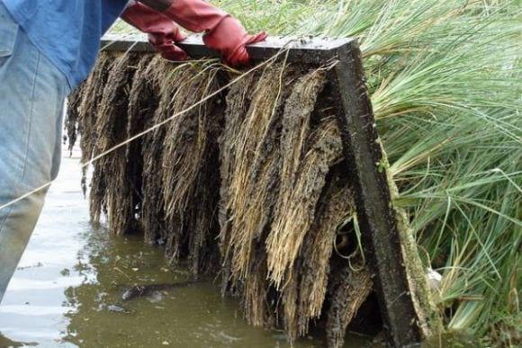 PURIFICA AGUAS NEGRAS SANITARIAS E INDUSTRIALES CON VETIVER