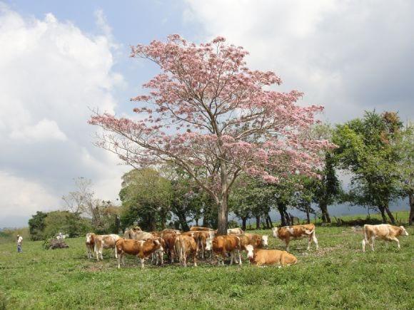 Hato Simmental Fleckvieh en trópico húmedo
