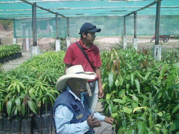 Vivero Hualtaco - Piura - Perú