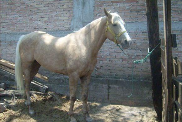 palomina