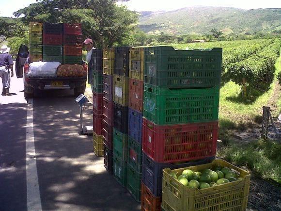 entregando el maracuya