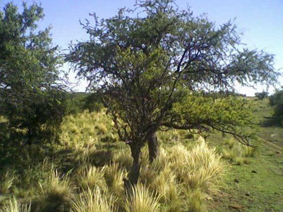 Campo de cria  Vacuna en el Oeste de La Pampa (cercanía de Luan Toro)