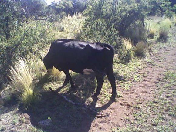 Campo de cría Vacuna en el Oeste de La Pampa