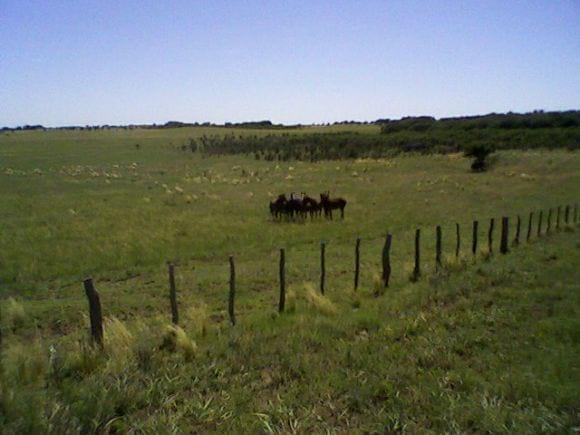 Campo de cría Vacuna en La Pampa