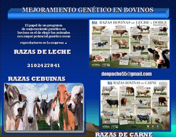 LOS TOROS Y DONADORAS CON MAYOR POTENCIAL GENETICO