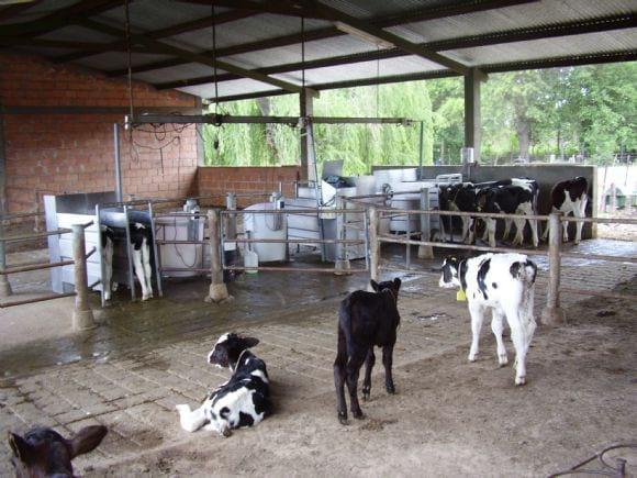 Alimentador automático de terneros