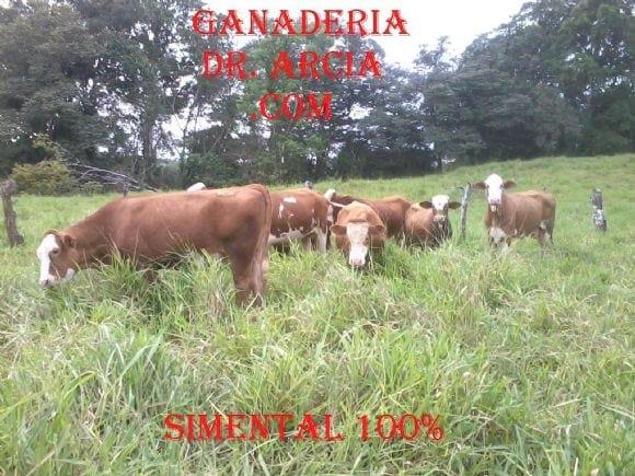GANADERIA DR  ARCIA .COM