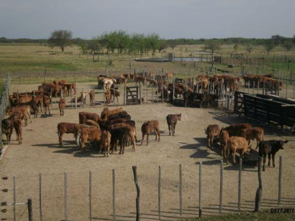 Un ternero / vaca / año
