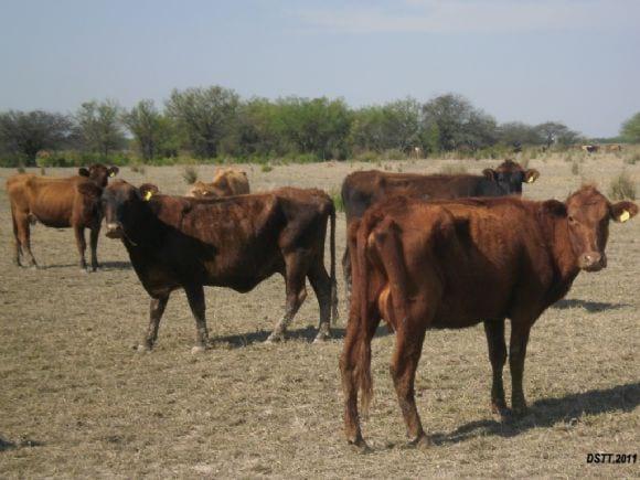 Vacas Multíparas