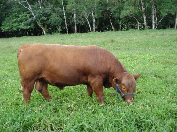 angus