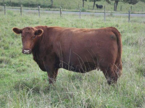angus