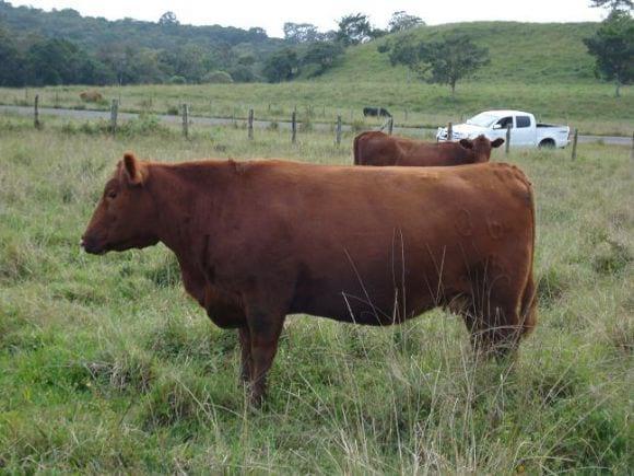 angus