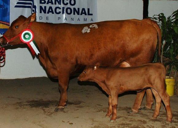 Gran campeona Feria David 2011