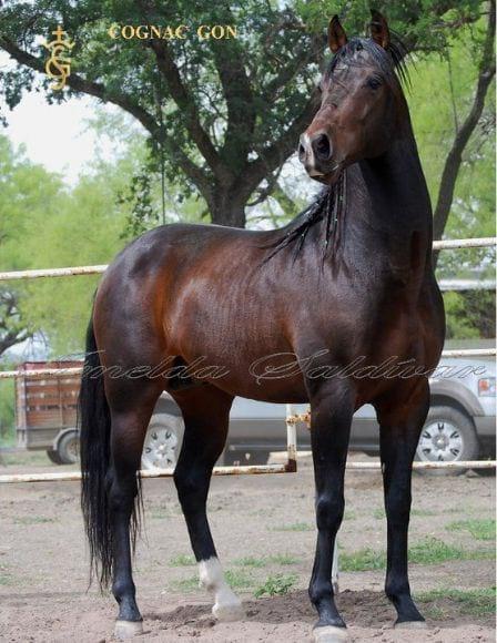 Caballos Azteca