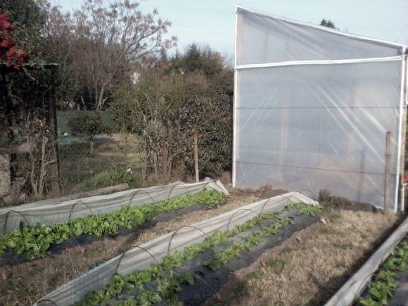 Plantinera