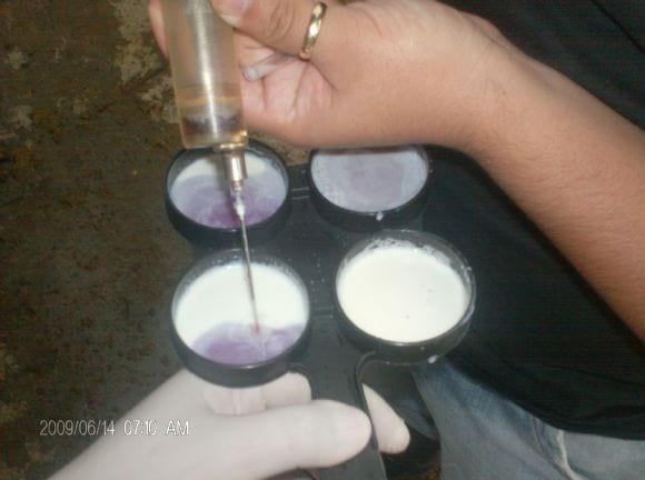 Mastitis positiva