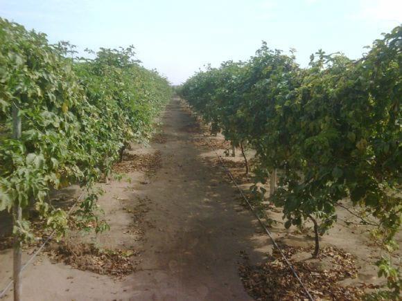 Maracuyá en alas peruanas