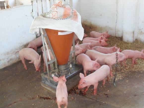 mis cerdos