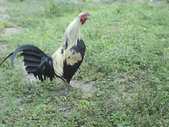 Cria de gallos finos Loja-Ecuador