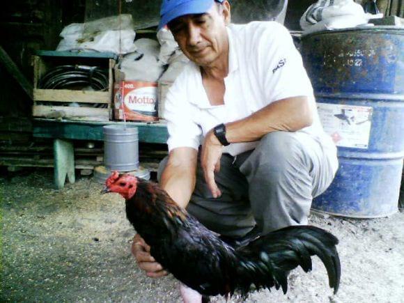 Cria de gallos finos Loja-Ecuador