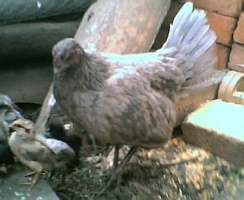 Cria de gallos finos Loja-Ecuador