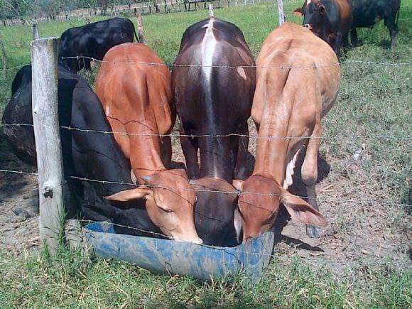 Alimentación  de  animales 280kg