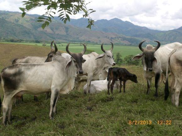 HEMBRAS GUZERA ( RECEPTORAS)
