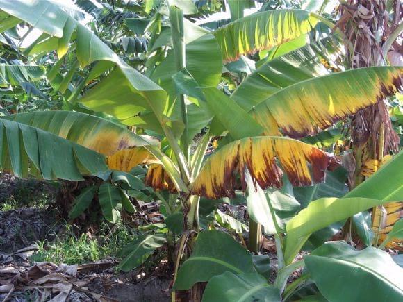 erwinia en bananos
