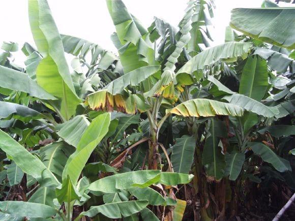 erwinia en bananos