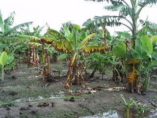 erwinia en bananos