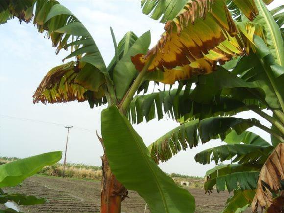 erwinia en bananos