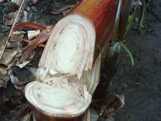 erwinia en bananos