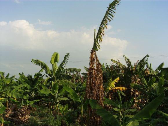 erwinia en bananos