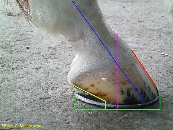Multiherrajes en caballos