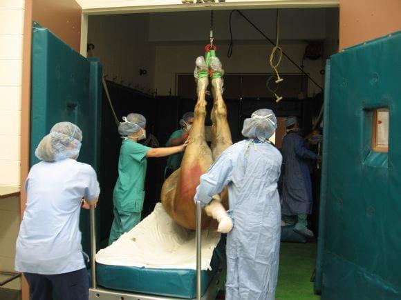 Testis ingunalis