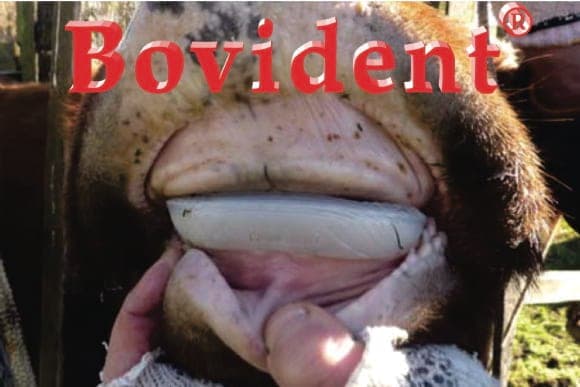 BOVIDENT